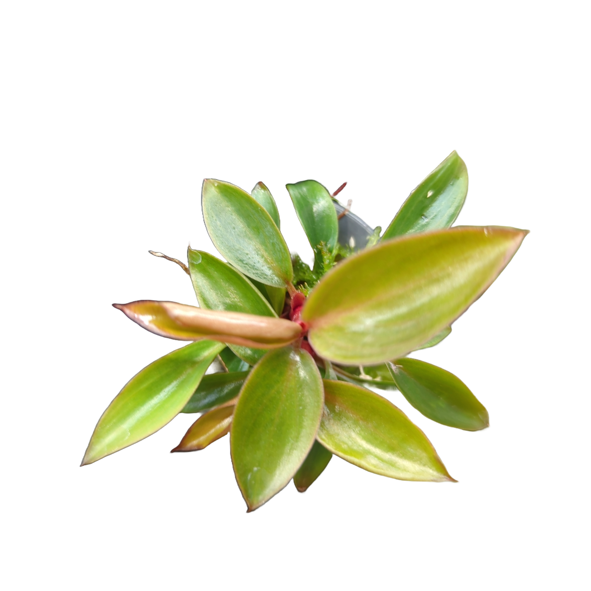 Baby Philodendron tatei Rojo Congo 2-3 Triebe